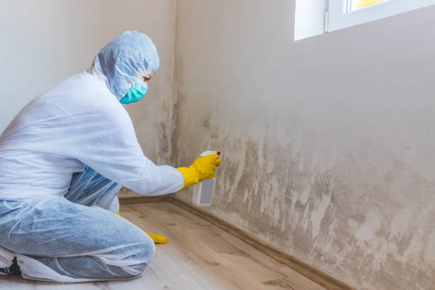 Licensed Commercial Mold Remediation service in Carrsville, VA - WQB Mold Removal